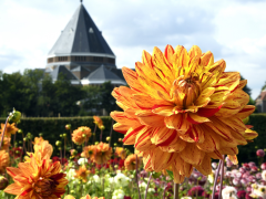 Highlighted image: Holland Dahlia Event 2021